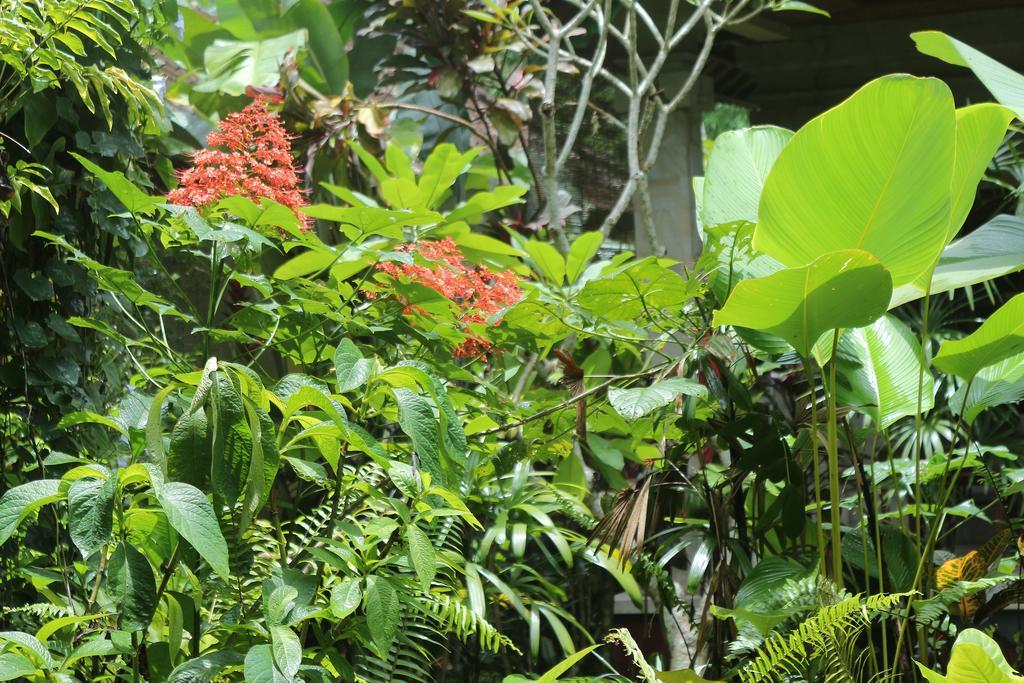 Karang Mesari Ubud Guest House Exterior foto